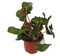 Curly Begonia Plant -Beefsteak Begonia - Erythrophylla Helix - 4.5" Pot